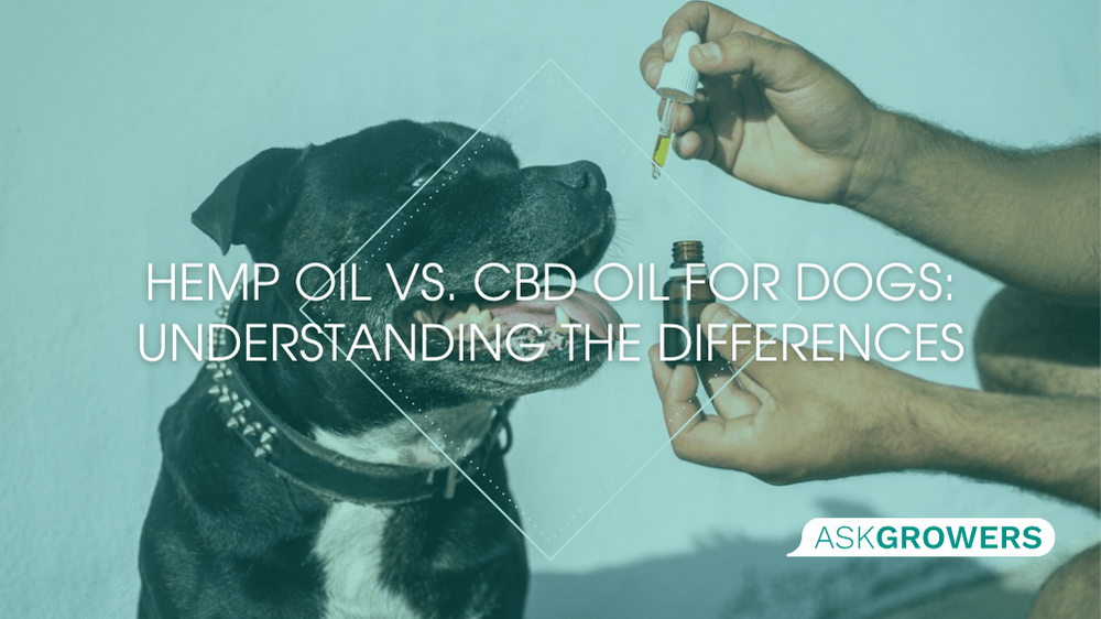 Hemp Oil vs. CBD Oil for Dogs: Understanding the Differences